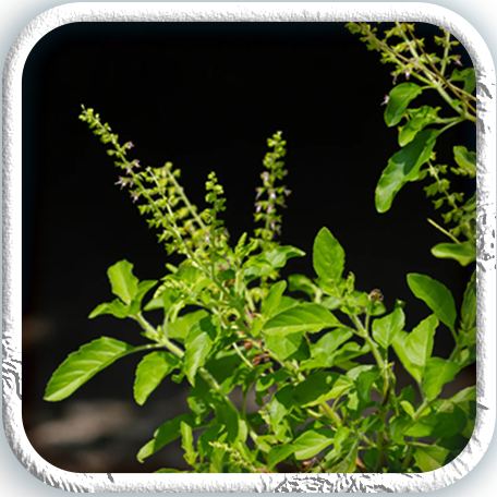 Kerala Tulsi